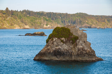 The Pacific Coast on a Summer Morning at Trinidad Bay