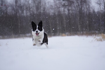 border collie dog in snow