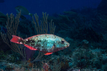 Juvenile redband parrotfish in reef