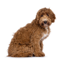 Cute Cobberdog aka Labradoodle dog, sitting up side ways. Looking curious towards camera. isolated on white background.