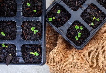 seedling trays with sprouting seeds from above on grey with burlap and copy space