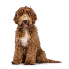 Cute Cobberdog aka Labradoodle dog, sitting up facing front. Looking curious towards camera. isolated on white background.