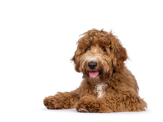 Cute Cobberdog aka Labradoodle dog, laying down sode ways. Looking curious towards camera. isolated on white background. Tongue out.