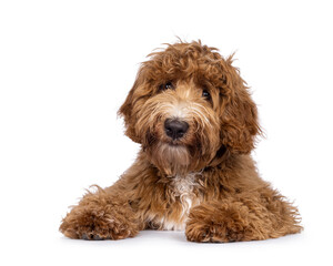 Cute Cobberdog aka Labradoodle dog, laying down facing front. Looking curious towards camera. isolated on white background.