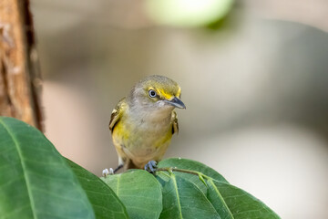 White eyed vireo closeup on a perch