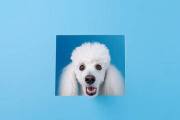 Portrait of a cute Poodle dog isolated on minimalist background with copy space/negative space