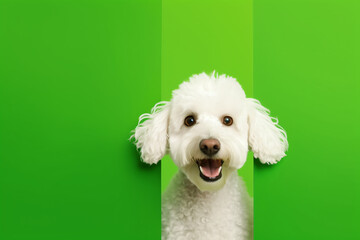 Portrait of a cute Poodle dog isolated on minimalist background with copy space/negative space