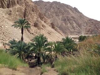 Dahab Oasis , lots of palm trees into the mountains of dahab city, Sinai , Egypt 