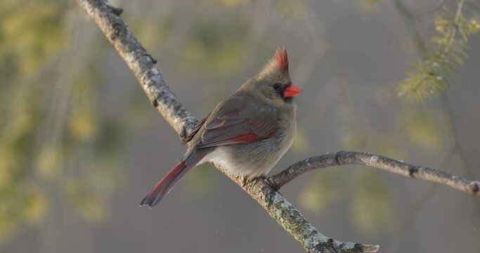 Female Cardinal perching on tree branch and looking around