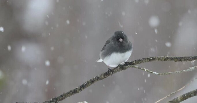 Time-lapse of northern junco bird on a tree branch looking around while snowing