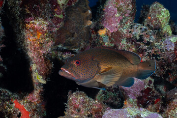 Obraz na płótnie Canvas Brown phase coney on a colorful reef