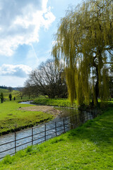 A weeping willow tree next to a flowing river in rural England
