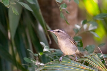 Yucatan vireo on a perch