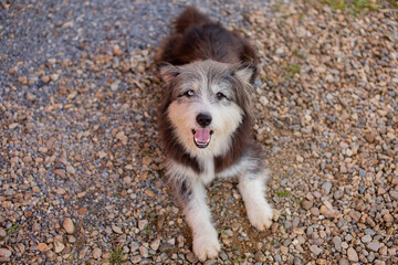 Fototapeta premium A grey-and-white mixed-breed dog lying on a cobblestone floor.