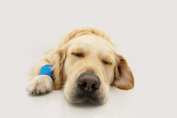 Portrait sick or ill golden retriever puppy dog lying down. Isolated on white background