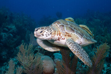 Naklejka na ściany i meble Green sea turtle swimming