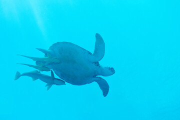 Green sea turtle swimming