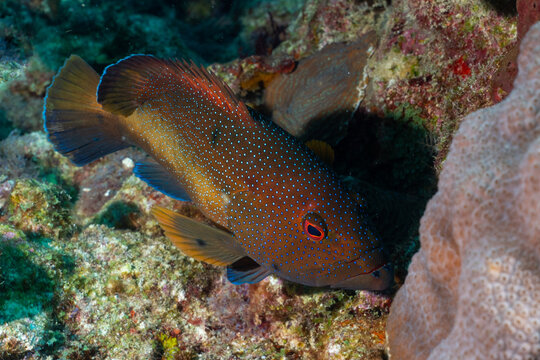 Brown phase coney on a colorful reef
