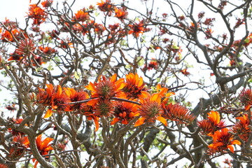 デイゴの花、満開