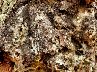Close up of the fungus Inonotus obliquus erupting from the trunk of a pine tree, also known as Chaga mushroom, a rare fungus and highly prized for its medicinal properties
