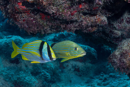 Porkfish swimming next to French grunt