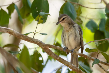 Yucatan vireo on a perch