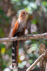 Squirrel cuckoo