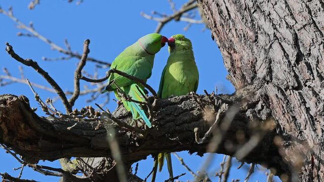A couple of parakeets kissing after mating