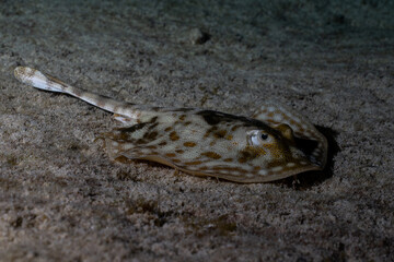 Yellow stingray on ocean floor