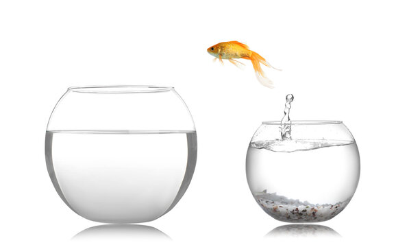 Goldfish jumping from glass fish bowl into bigger one on white background