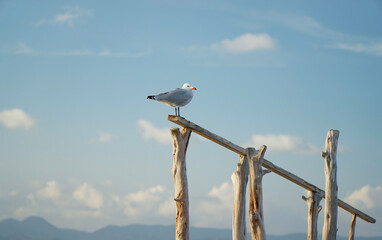 seagull standing in a wood stick looking the ocean in seascape. Bird in the sea in summertime