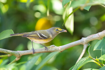 White eyed vireo closeup on a perch