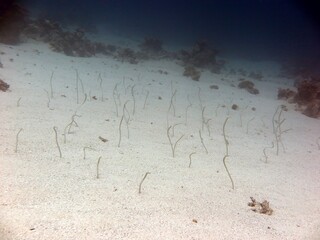 Red sea Soft corals  and hard  coral reef  with red sponge