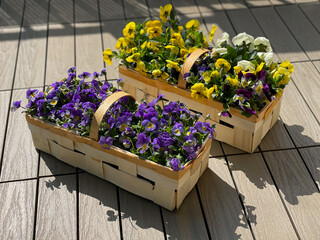Mixed Viola Cornuta spring balcony garden flowers in wooden boxes close up, violet blue and yellow...