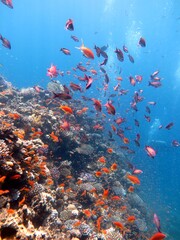 Fototapeta na wymiar red sea fish and hard coral reef