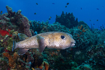 Naklejka na ściany i meble Porcupinefish swimming in the reef