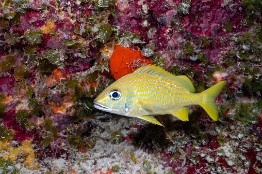 French grunt in the Mesoamerican reef