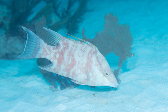 Juvenile hogfish swimming in the reef