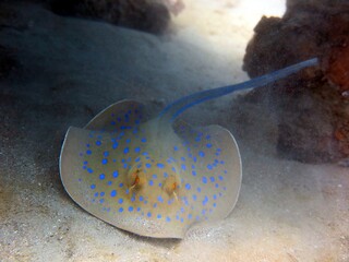 Blue spotted sting ray