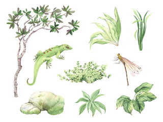 Floral set with tropical plants and tree, green lizard and dragonfly, stones with moss, watercolor isolated illustration for your design. - 591824495