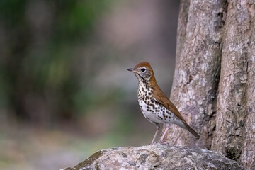 Hermit thrush on a tree