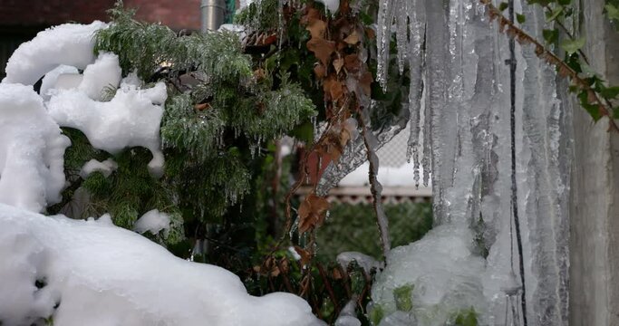 Closeup of melting icicles in spring