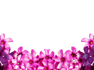 Fototapeta na wymiar Pink flowers card edge decoration ornament isolated
