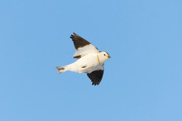 Snow bunting (Plectrophenax nivalis) flying in the blue sky in early spring.