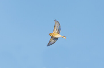 Common linnet (Linaria cannabina) flying in the blue sky in early spring.