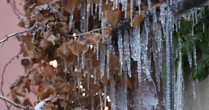 Close-up of melting icicles hanging from a tree branch at the end of winter, spring concept