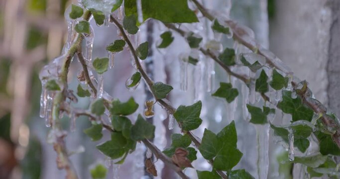 Selective focus of melting icicles in spring