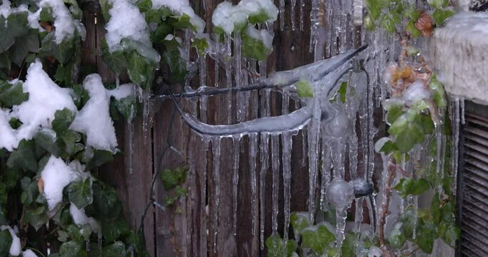 Close-up of melting icicles hanging from a tree branch at the end of winter, spring concept