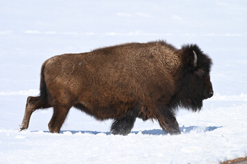 Bison Trudging through Snow