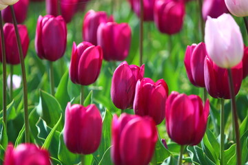 Fototapeta premium チューリップ